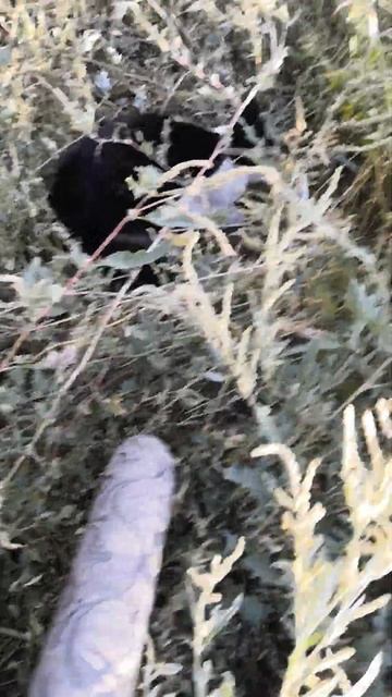 котик ест мышь смотреть онлайн