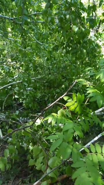 "Прилегла берёза' смотреть онлайн