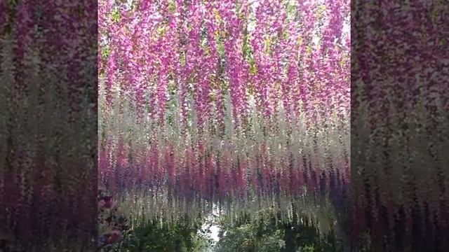 Цветочная арка красота бесплатная москва