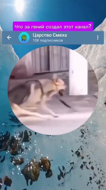 когда забыла что у тебя еще есть и задние ноги смотреть онлайн