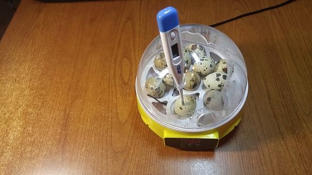 Инкубация, 9 день. Выведение перепелов в инкубаторе из Aliexpress смотреть онлайн