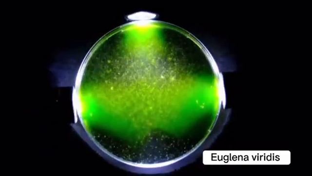 7-класс Биология жашыл эвглена🦠🔬🧫 #эвглена #euglena #🦠 смотреть онлайн