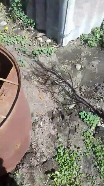 Коптильня из бочки своими руками смотреть онлайн