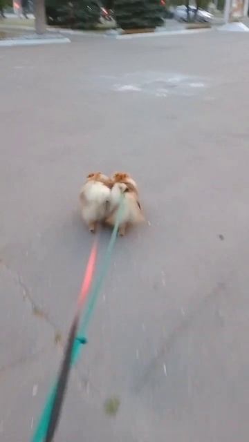 шпиц #shorts #шпиц #fyp #pomeranian #assam #pomlife смотреть онлайн