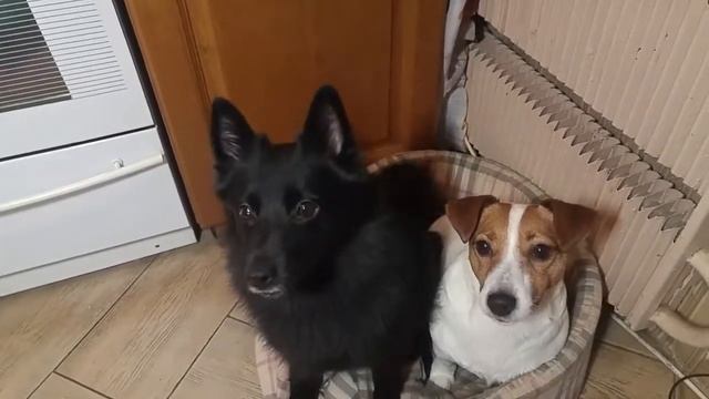 Шипперке Джая не в курсе, что делать с мясом, а Джек Рассел терьер Санта знает) смотреть онлайн