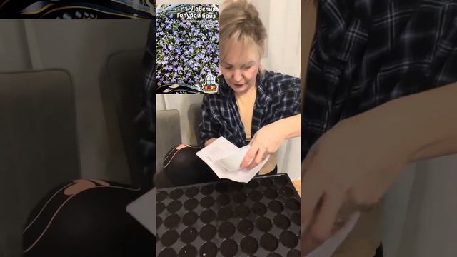 Посев петунии)) смотреть онлайн