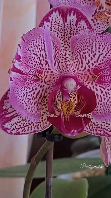 Leopard Princess 'Golden Leopard' и Wild Leopard #орхидея #orchid #phalenopsis #фален смотреть онлайн