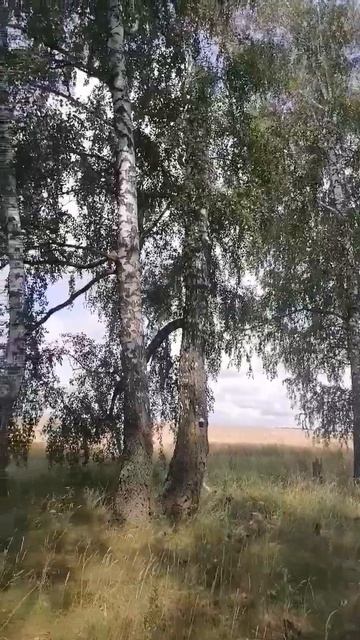 #💥👍Берёзовая роща! Класс! 👍 смотреть онлайн