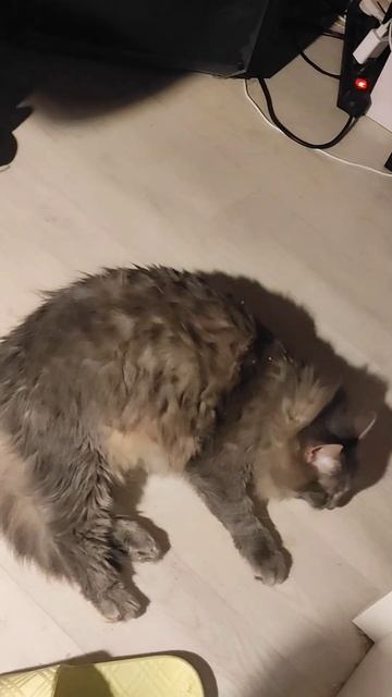 Реакция на кошачью мяту 😁 Ваши коты реагируют? #catlover #c смотреть онлайн