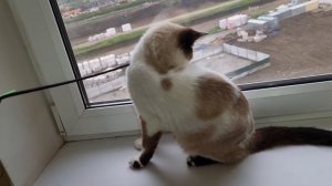 Кот со скверным характером!