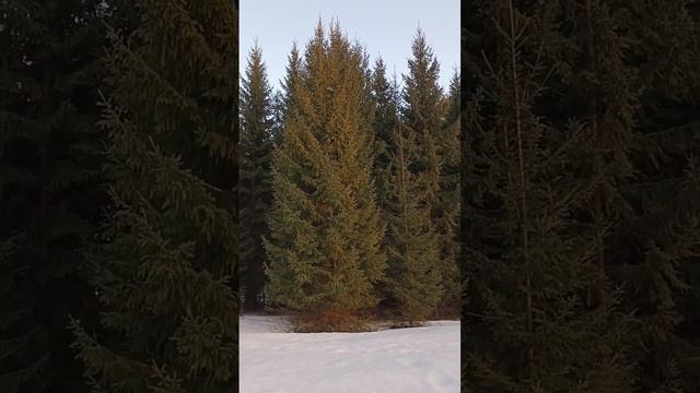 Одиночный поход ранней весной за 1 минуту🌲❄🌨 #поход? смотреть онлайн