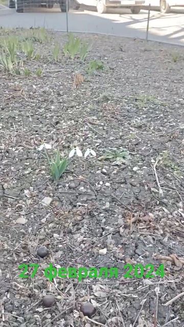 Анапские подснежники! #анапа #курорт #море #пляж #красн? смотреть онлайн