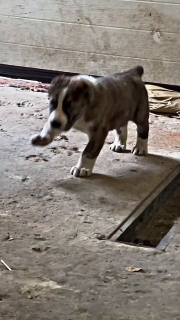 Щенки алабая! Шерхан 1 месяц! смотреть онлайн