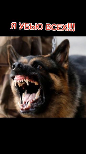 Чихуахуа💞💓... пж актив у меня сегодня день рождения смотреть онлайн