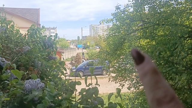 Наша Коша с котятками смотреть онлайн