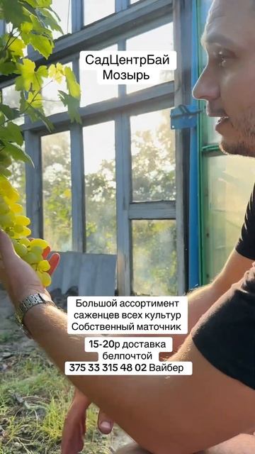 Мозырь питомник виноград пухальский #мозырь #сад #пито смотреть онлайн