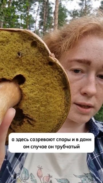Огромный белый гриб #егэбиология #репетиторпобиологи? смотреть онлайн