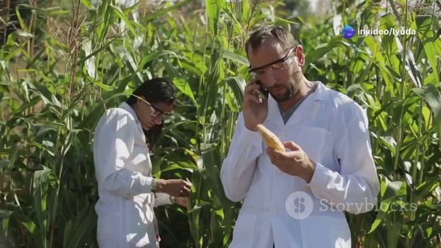 В дикой природе кукуруза не существует: как человек со смотреть онлайн