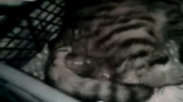 Рождение котенка смотреть онлайн