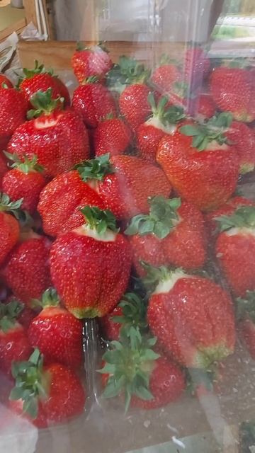 Пришла клубничная пора)))