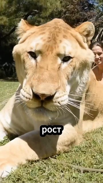 Лев и тигр в одном! Лигр! 🦁🐯❤️😱 #факты смотреть онлайн