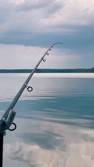 Момент поклевки на фидер #рыбалка #фидер #поклевка #fish # смотреть онлайн