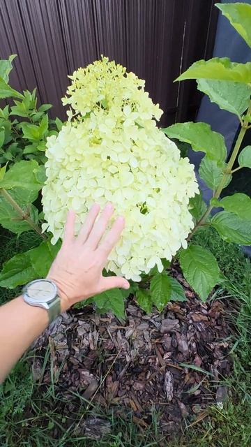 #гортензия #мегафантом #фантом #phantom #hydrangea #подмосковье