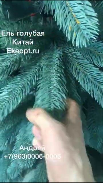 Ель Голубая Китай смотреть онлайн