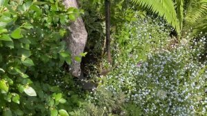 Пересадка крупной Форзиции весной