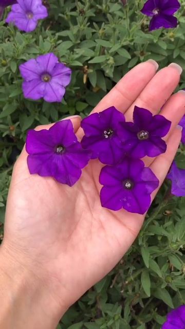 Петуния 🌸🌸🌸 #петуния #цветыдлясада #shorts_video смотреть онлайн