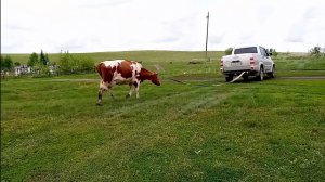 Заставили коров ходить в пастух/Весенняя вет.обработка КРС