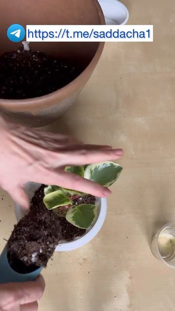 Пеперомия Вариегата #комнатныерастения #СадДача смотреть онлайн