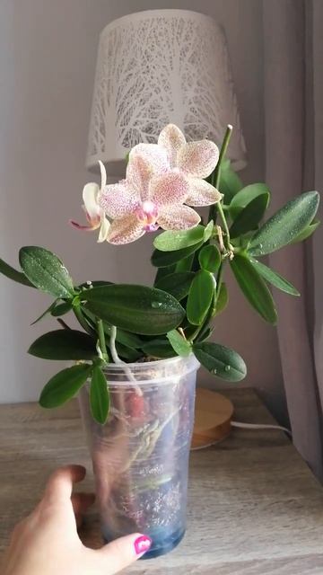 #орхідея #orchid #flowers #hobby #shorts #2025 #ορχιδέες Орхідея Піка? смотреть онлайн