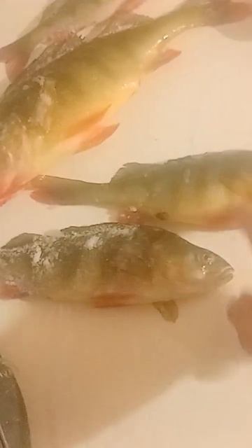 Добрый день уважаемые подписчики с этого дня подлёдна смотреть онлайн