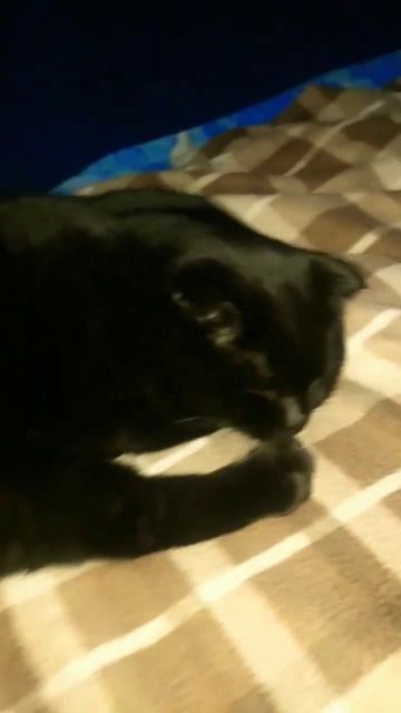 кот Семён отдыхает 😼❤️💖💖 смотреть онлайн