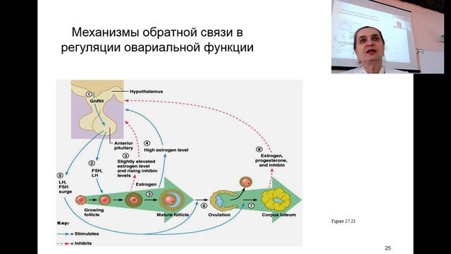 Патология половых гормонов. Лекция. Prof. Maksimovich N.Ye.