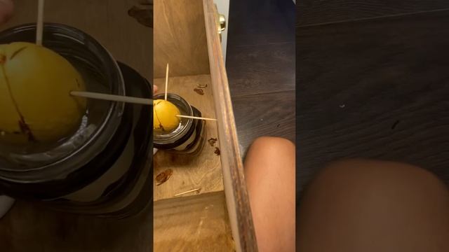 Авакаду уже месяц +комната уточки =обзор смотреть онлайн