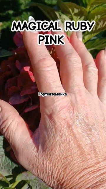MAGICAL RUBY PINK #гортенземанка смотреть онлайн