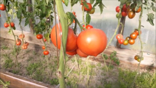 Самый урожайный,устойчивый, сладкий томат. смотреть онлайн