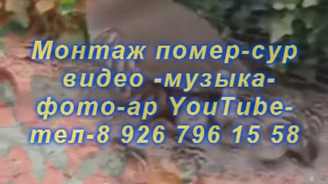 Мантаж помери сур-видео-музыеа-фото смотреть онлайн