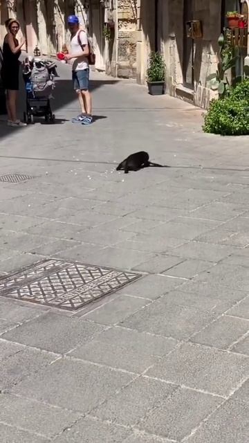 кот охотник, прикол смотреть онлайн