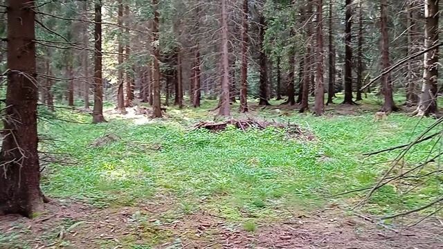 Лесная красота на коре) смотреть онлайн