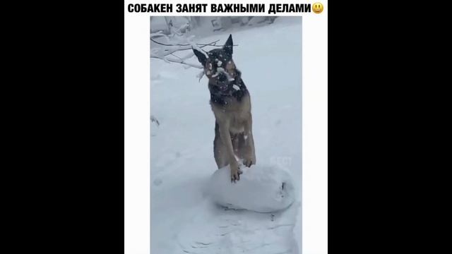 ЛУЧШИЕ ПРИКОЛЫ 2020 до слез угар ТЕСТ НА ПСИХИКУ 2020 ржака прюколюха 10 МИНУТ смеха смотреть онлайн