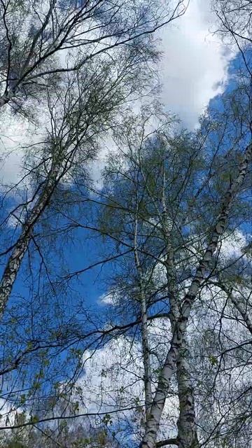 Берёзы. Уфа. 22.04.2025 смотреть онлайн