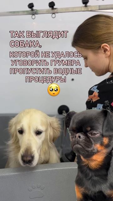 Тяжелая это работа - быть #грумером ,представьте сколь? смотреть онлайн