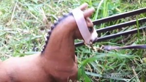 Сериал шляйх 1 серия 1сезон«гонки к победе»🐎🦄