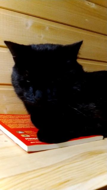 Василёк ты главный, все тебе подчиняются.😾 смотреть онлайн