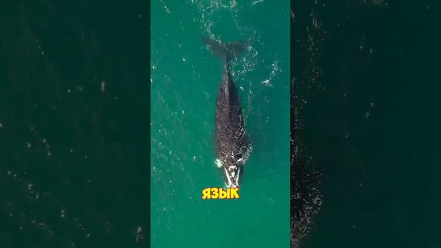 Интересные факты обо всём. #история #люди #наука #удиви? смотреть онлайн