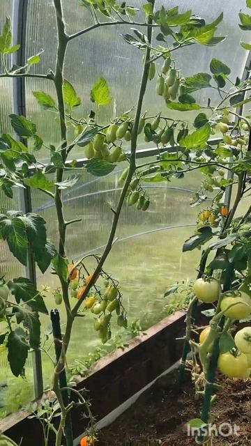 Что растёт у нас в теплице.Часть 1. смотреть онлайн