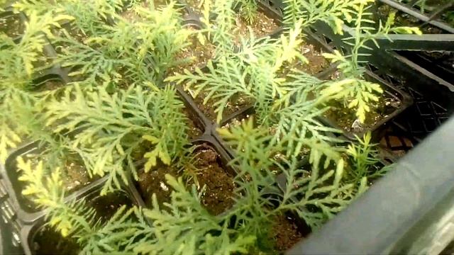 Сеянцы туи западной. 27 августа. смотреть онлайн